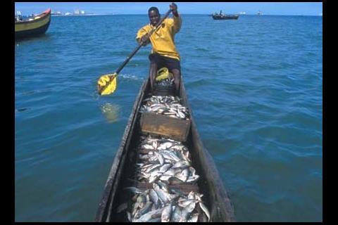 Returning from a sardine fishing expedition. Credit: FAO